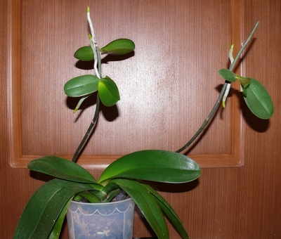 размножение орхидеи детками