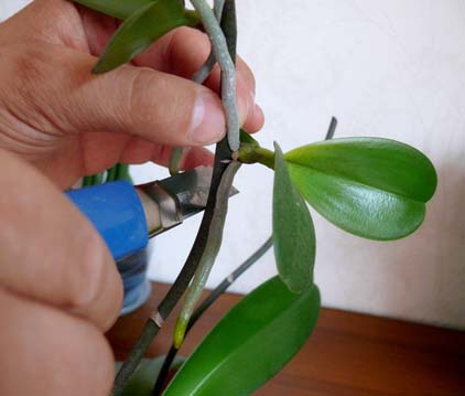 Размножение орхидей цветоносами