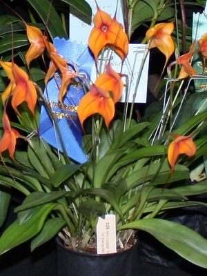 орхидея Масдеваллия