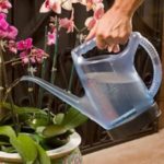 Как правильно поливать орхидею в домашних условиях