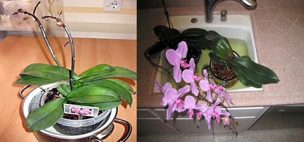 Полив цветущей орхидеи