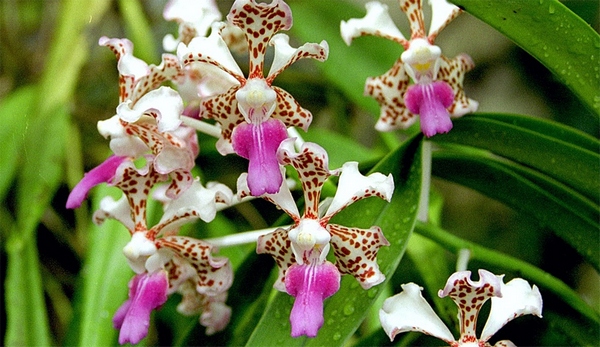 Орхидея Ванда трехцветная