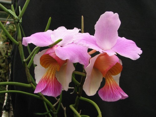 Орхидея Ванда вальковатая