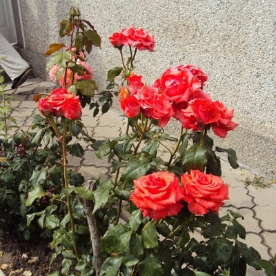 Розы вьющиеся корвет