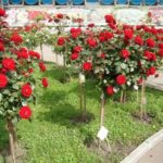 Уличные розы: виды и сорта