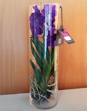 орхидея Ванда в стеклянной вазе