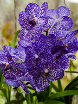 орхидея ванда голубая