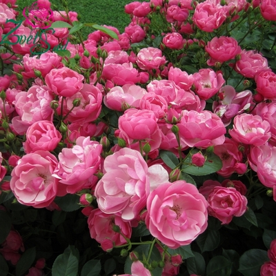 розы флорибунда Анжела