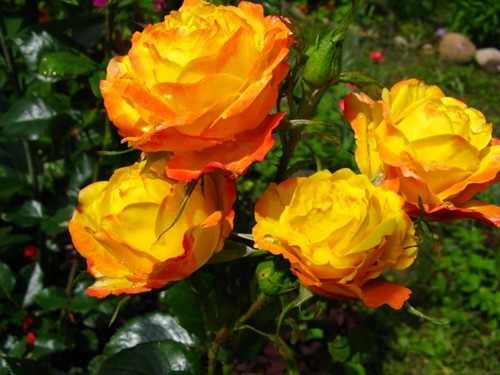 розы флорибунда румба