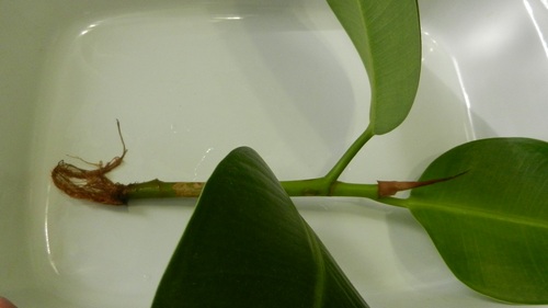 Размножение фикуса листом