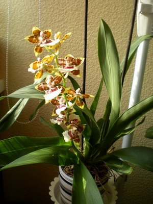 орхидея камбрия