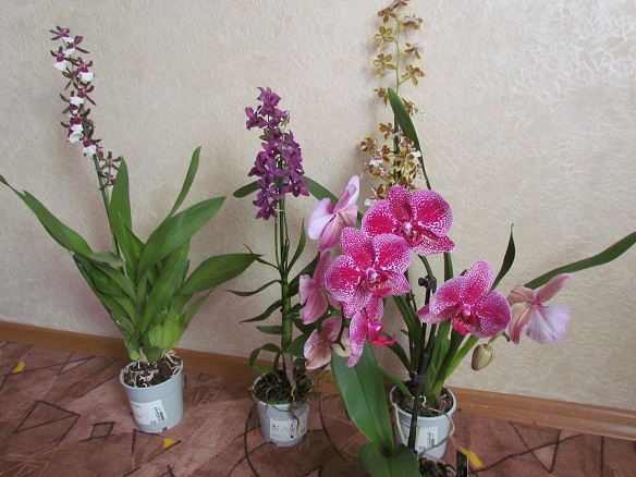 орхидея камбрия