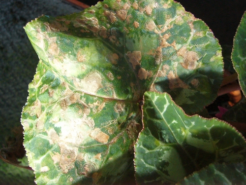 Болезни листьев цикламена
