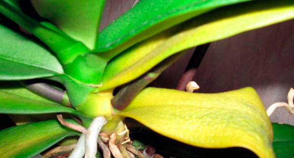 орхидея желтеет