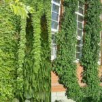 Лучшие растения для озеленения стен вашего дома