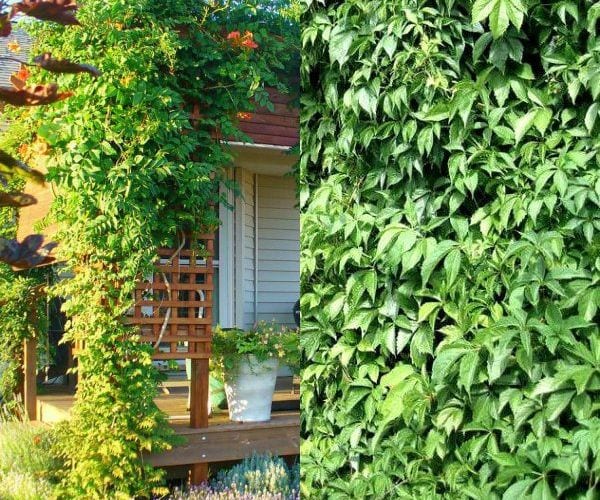 растения для озеленения дома