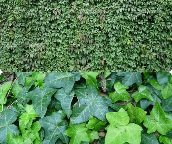 растения для озеленения дома