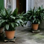 Аспидистра элатиор – чугунное растение