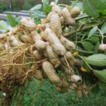 Как вырастить рассаду арахиса в домашних условиях