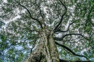 геронтология дерева