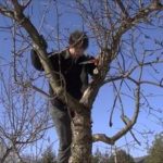 Как исправить крону дерева