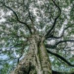 Геронтология дерева